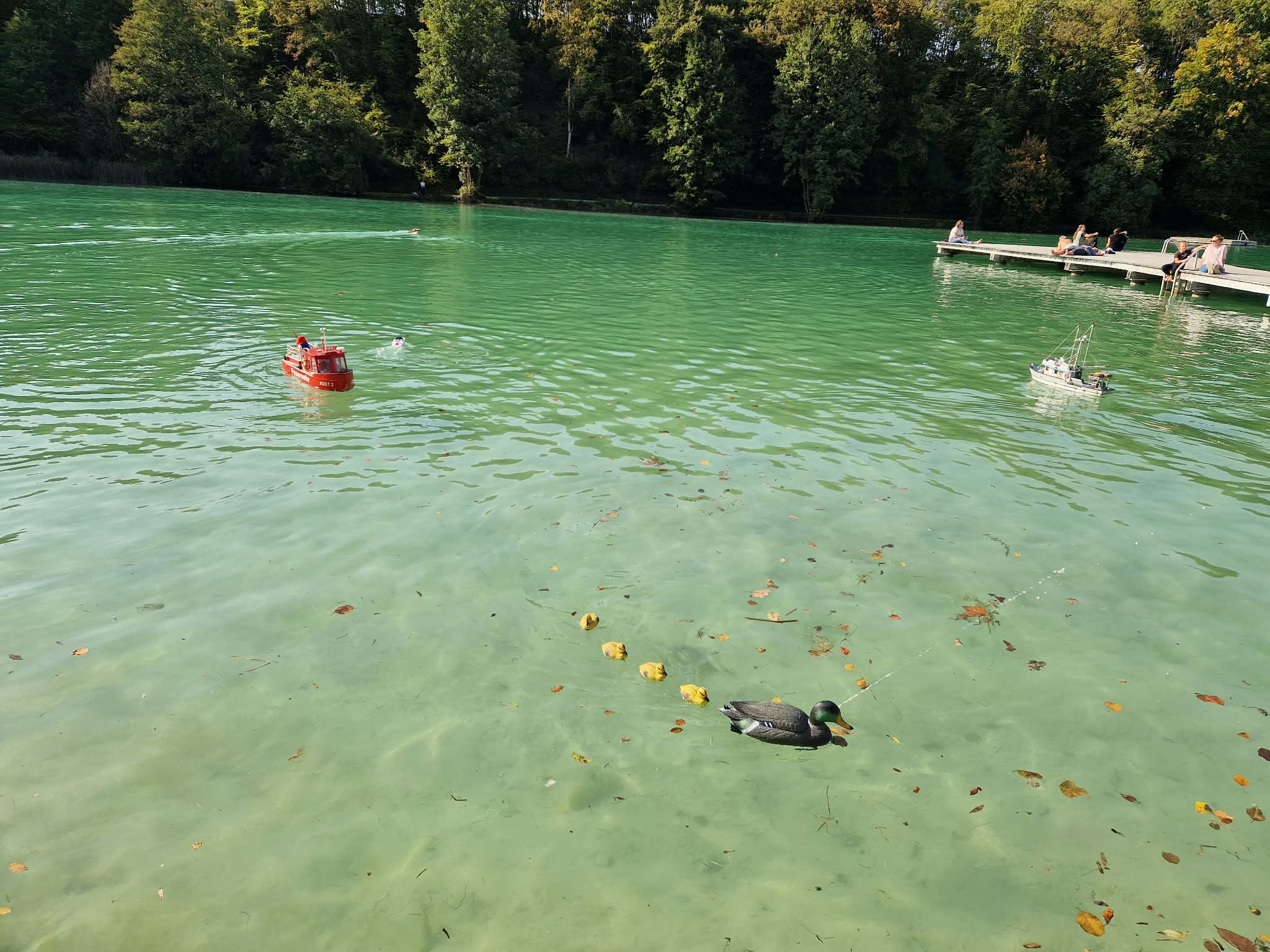 Wöhrsee ente
